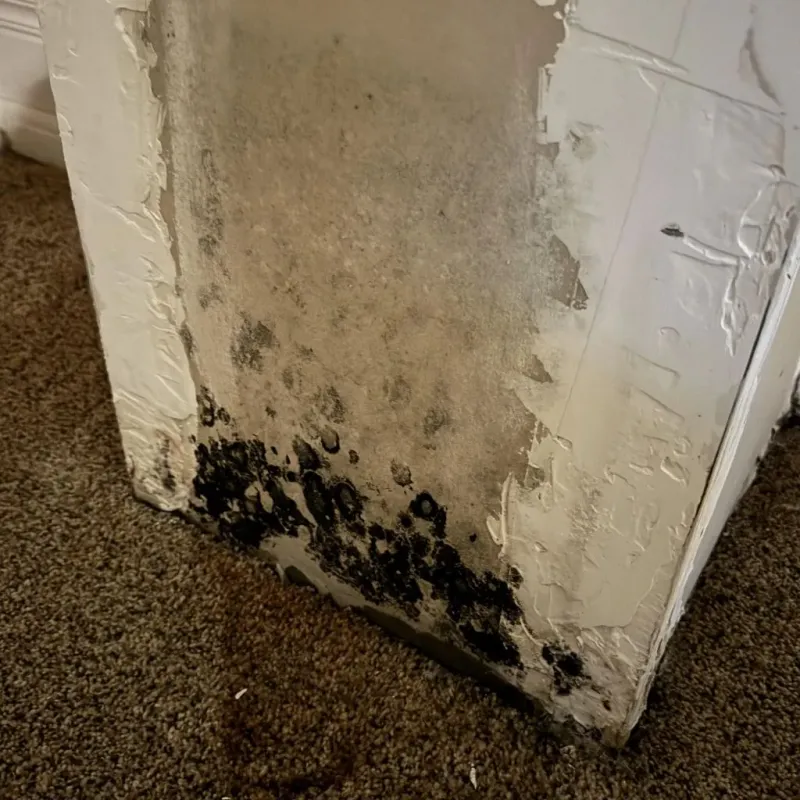 Professional Mold Removal in Galena, IN
